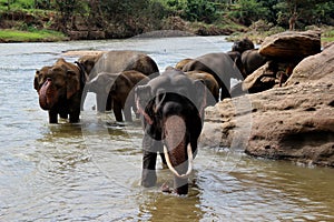 Elephant with large tusks standing at the river