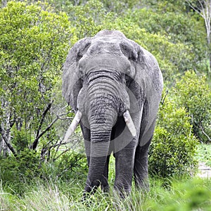 An elephant with large tusks walks through the bushes