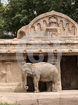 Elephant in Le Cornell animal park
