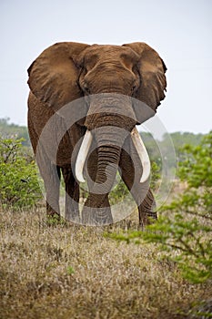 Elephant Leader