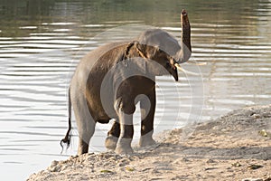 Elephant leaving river