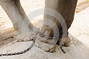 Elephant legs be chained, freedom