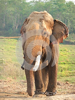 Elephant