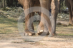 Elephant with legs in a chains