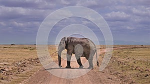 An elephant leisurely crosses a dusty road