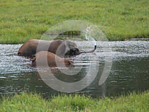 Elephant the let the fountain of her trunk photo