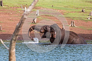 Elephant lifting water