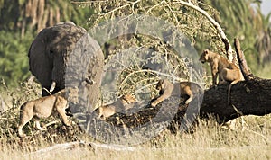 Elephant and lion cubs.