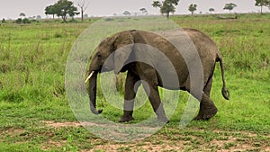 The elephant lives in the wild, in the wild savannah. Tanzania