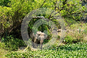 Elephant living in green jungle in Tay Nguyen, central highlands of Vietnam