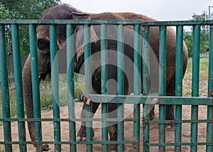 Elephant locked in cage gate prison wall in zoo