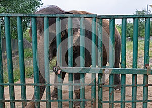 Elephant locked in cage gate prison wall in zoo