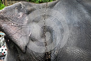 Elephant locked up by chaining the neck