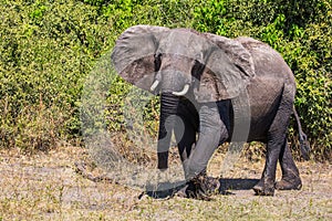 Elephant - loner in Chobe National Park