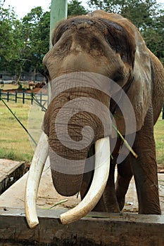 Elephant with long tusks