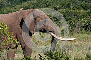 Elephant with long tusks