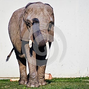 Elephant with Long White Tusks