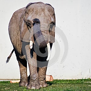 Elephant with Long White Tusks photo