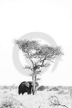 Elephant looking for shade