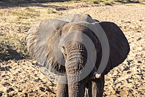 Elephant looking straight into the camera