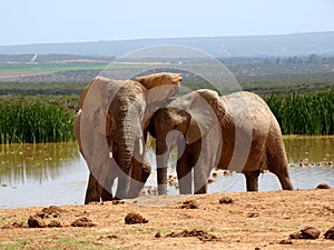 Elephant Love