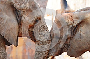 Elephant in Love photo