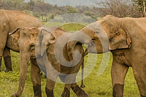 Elephant love