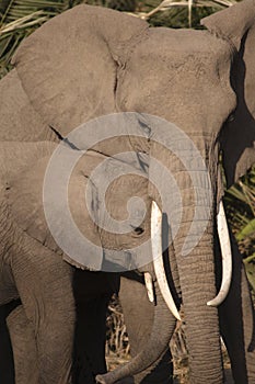 Elephant Loxodonta africana