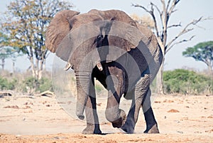Elephant (Loxodonta africana)