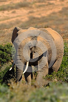 Elephant (Loxodonta africana)