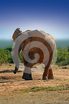 Elephant (Loxodonta africana)