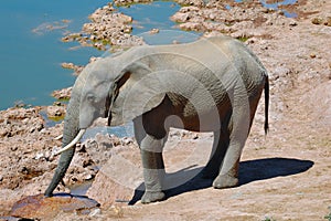 Elephant (Loxodonta africana)