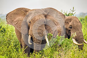 An elephant  Loxodonta Africana eating, Queen Elizabeth National Park, Uganda.