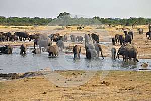 Elephant, Loxodonta africana, in Hwange National Park, Zimbabwe