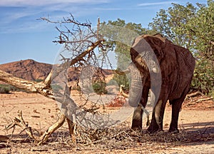 Elephant (loxodonta africana), Namibia