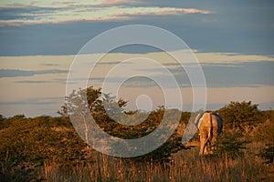 Elephant Loxodonta africana photographed from behind