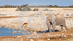 An elephant  Loxodonta Africana walking and a black-faced impala Aepyceros melampus petersi drinking at the Okaukuejo waterhol