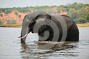 Elephant Loxodonta africana walks in the water