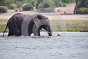 Elephant Loxodonta africana walks in the water