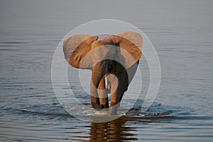 Elephant Loxodonta africana walks in the water