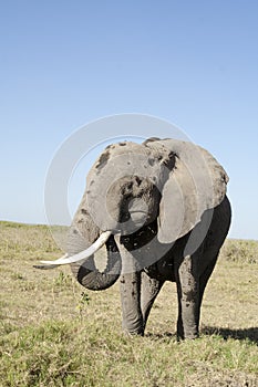 Elephant at lunch