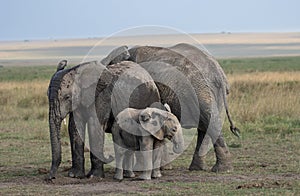 Elephant in the Maasai Mara Kenya