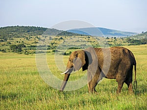 Elephant in Maasai Mara, Kenya