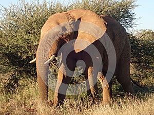 Elephant in the Madikwe Game Reserve, South Africa.