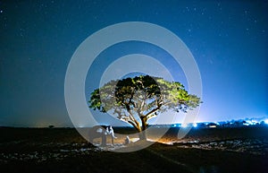 Elephant and mahout in the forest against night sky.