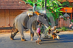 Elephant and mahout in kerala, India