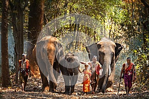 Elephant mahout portrait. The Kuy Kui People of Thailand. Elephant Ritual Making or Wild Elephant Catching. The mahout and the