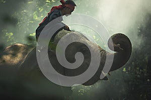 Elephant with mahout in wildlife