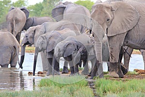 Elephant Majesty - African Wildlife Background - Happy Times