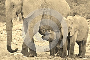 Elephant Majesty - African Wildlife Background - Life in all shapes and sizes